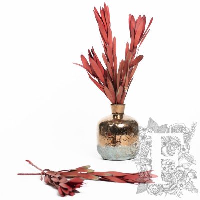 Leucadendron - Safari - 5 Stems
