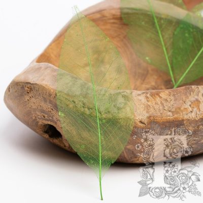 Hoja mini magnolia - 20 Pack