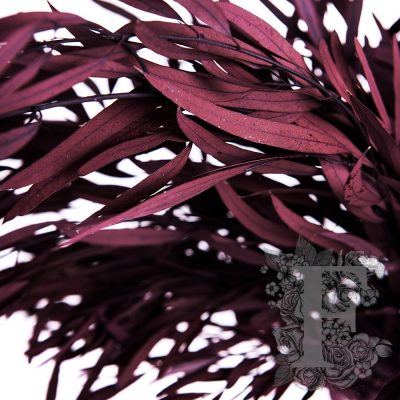 NicolRED01 3