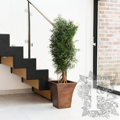 Nicoly Tree