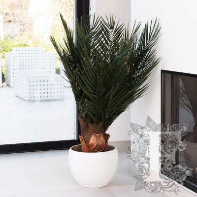 Palm Phoenix