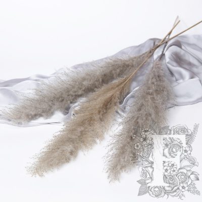 Pampas - Limited Edition - Plume - 3 Stems 120cm