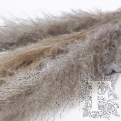 Pampas - Limited Edition - Plume - 3 Stems 120cm