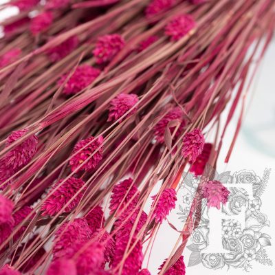 Phalaris - Bunch