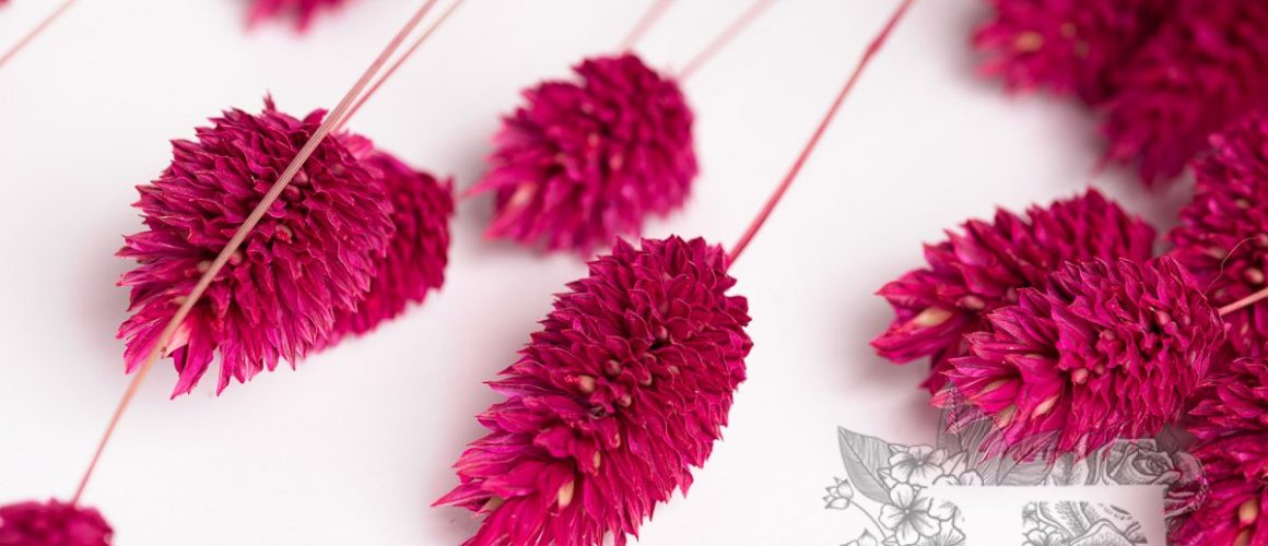 Phalaris Cranberry 4