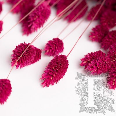 Phalaris Cranberry 4