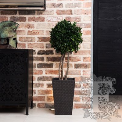 Pittosporum Crown