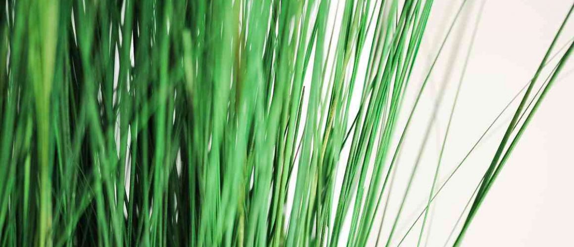 Plant Ginerium 2