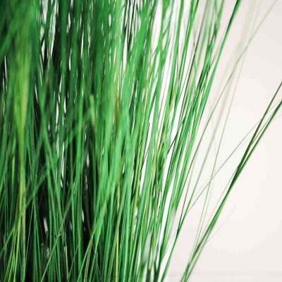 Plant Ginerium 2