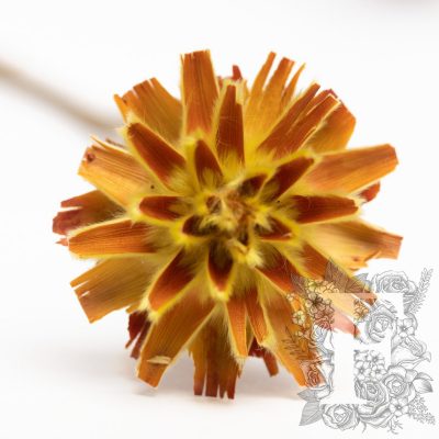 Plumosum - 5 stems - Natural