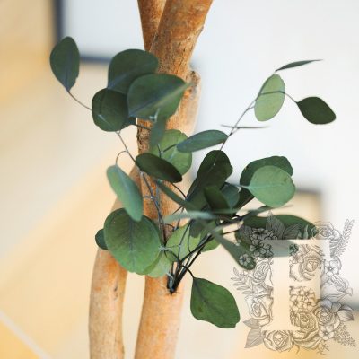 Populus Crown - 2.4 metre