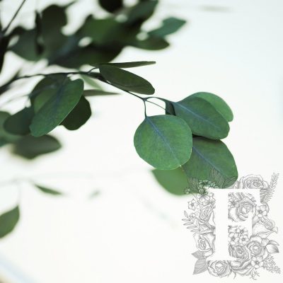 Populus Tree Crown 3