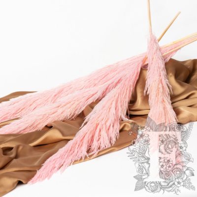 Pampas - Premium - 1 Stem - 80-100CM