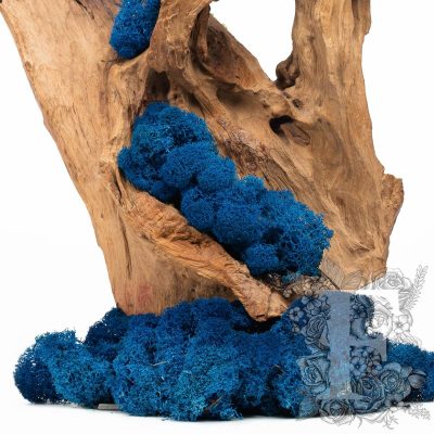 Canopy - premium - Icelandic Lichen Moss - Bulk 5KG