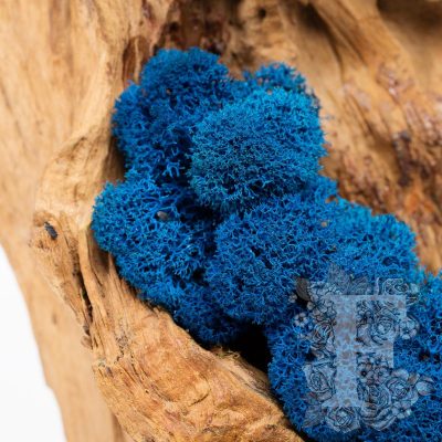 Canopy - premium - Icelandic Lichen Moss - Bulk 5KG