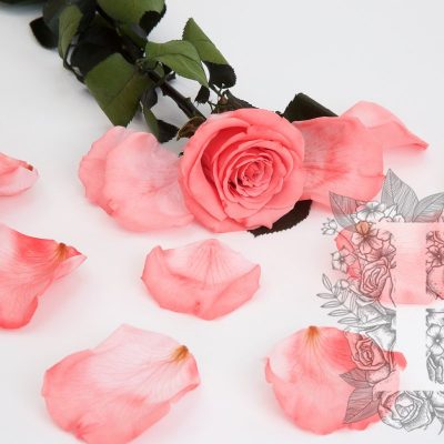 Premium Rose Petals - Window Box - 100 g