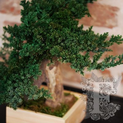 Bonsai Root