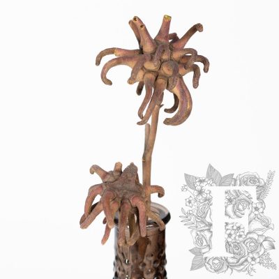 Spidergum Claw - 3 Stems
