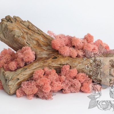 Standard Moss Pink 1