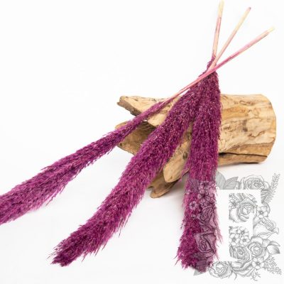 Pampas - Wild Reed - Plume - 3 Stems 120cm