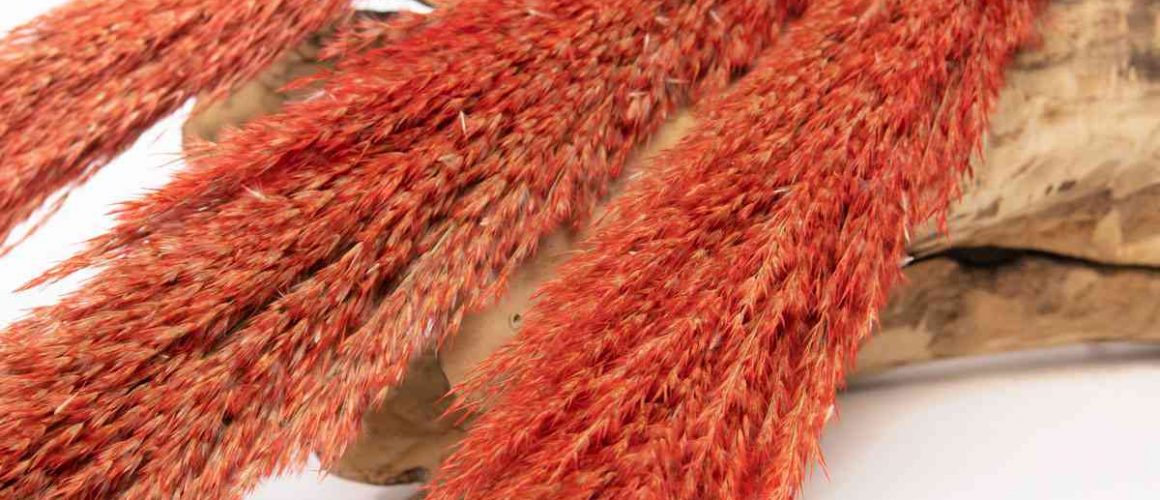 Pampas blog cover