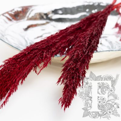 Pampas - Classic - Cana Silvestre - 6 Stems 120cm
