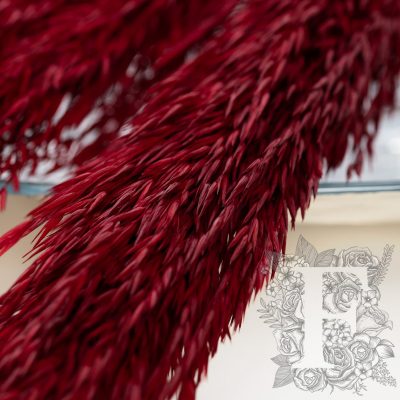 Pampas - Classic - Cana Silvestre - 6 Stems 120cm