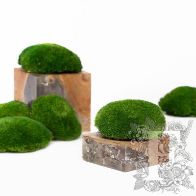 Canopy - Ball Moss - Box - 500g