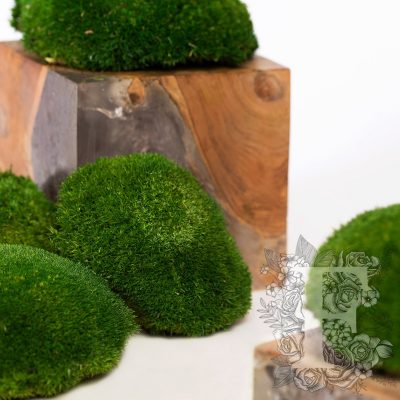 Canopy - Ball Moss - Box - 500g