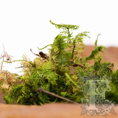 Canopy - Fern Moss - 500G