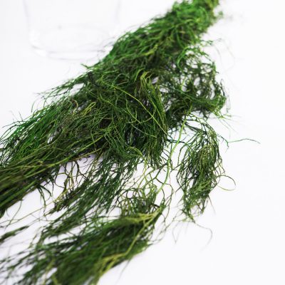 Helecho Licopodium