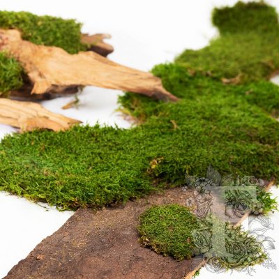 Canopy - Long Moss - 500G