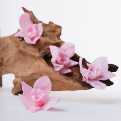 Cymbidium Orchid - 4 Heads
