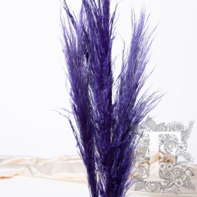 Pampas - Standard - Cortaderia - 5 Stems - Long 110-120 cm