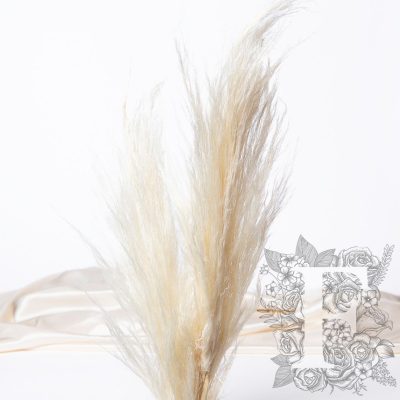 Pampas - Standard - Cortaderia - 5 Stems - Short -  30CM