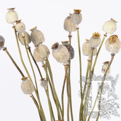 Papaver - Poppy pods - Bunch