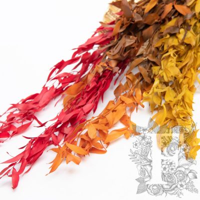 Premium Ruscus - autumnal - Bunch