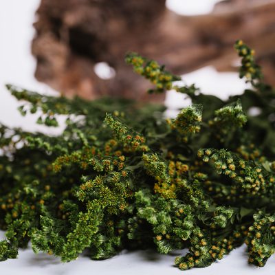 Solidago - Bunch