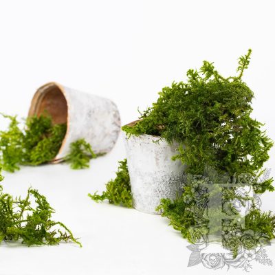 Canopy - Star Moss - 500G
