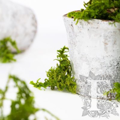 Canopy - Star Moss - 500G