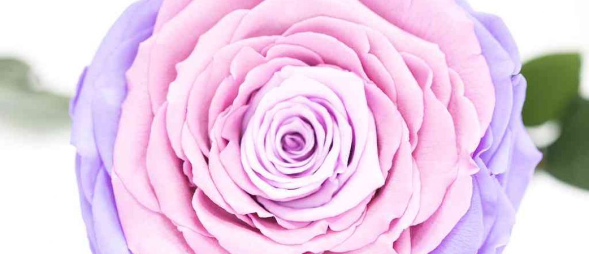 violet mix 1