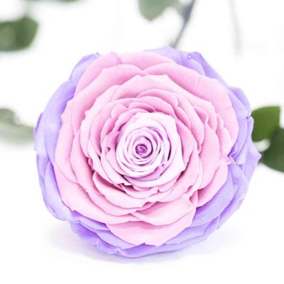 violet mix 1