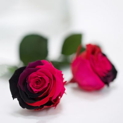 RoseAmor - Warmi Rose - 12 Heads